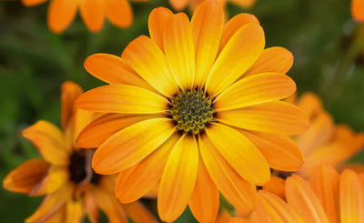 Ringblomma (Calendula)