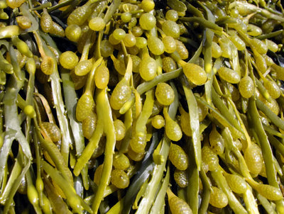 Brunalg (Ascophyllum Nodosum)